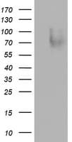 Monoclonal Mouse anti-Human SPN / CD43 Antibody (clone OTI4F6, WB)