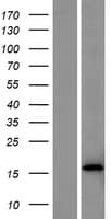 TIFAB Protein (Over-Expression Lysate Myc-DDK (Flag))