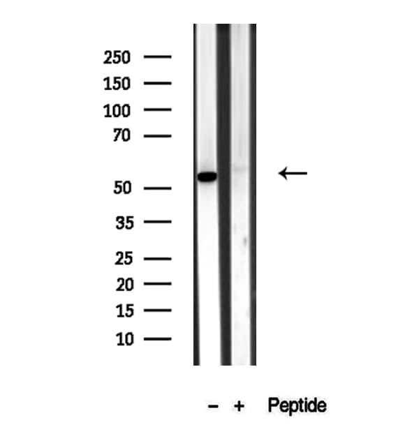 BAMBI Antibody