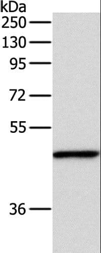 INHBA / Inhibin Beta A Antibody