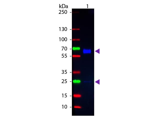 Goat Anti-Rat IgA Secondary Antibody (FITC)