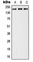 NCAN / Neurocan Antibody (Internal)