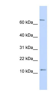 NR2C2AP / TRA16 Antibody (N-Terminus)