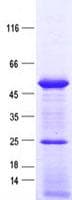 Human SNAPC3 Protein (Recombinant His, N-Terminal)