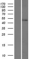 PRR30 Protein (Over-Expression Lysate Myc-DDK (Flag))