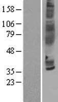 CCR3 Protein (Over-Expression Lysate Myc-DDK (Flag))