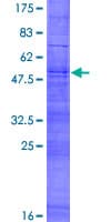 Human HTPCRX19 / OR7A17 Protein (Recombinant GST)