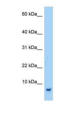 SMR3B Antibody (C-Terminus)