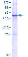 Human PNPLA4 Protein (Recombinant GST)