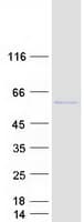 Human KCTD16 Protein (Recombinant Myc-DDK (Flag))