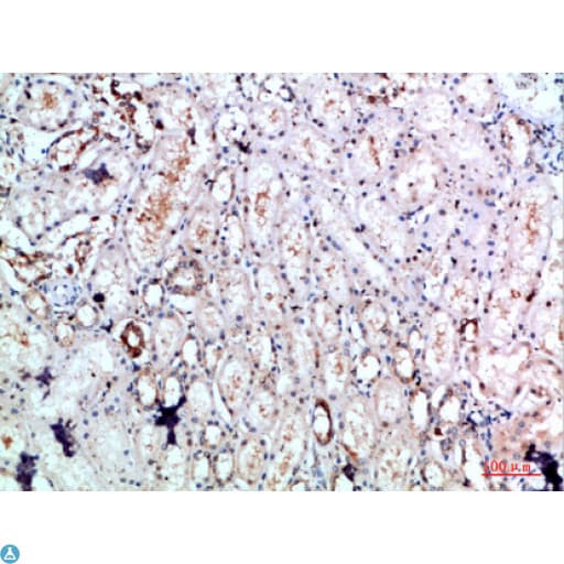Polyclonal Rabbit anti-Human DLEU7 Antibody (IHC)