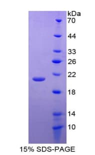 Mouse GDF2 / BMP9 Protein (Recombinant His)