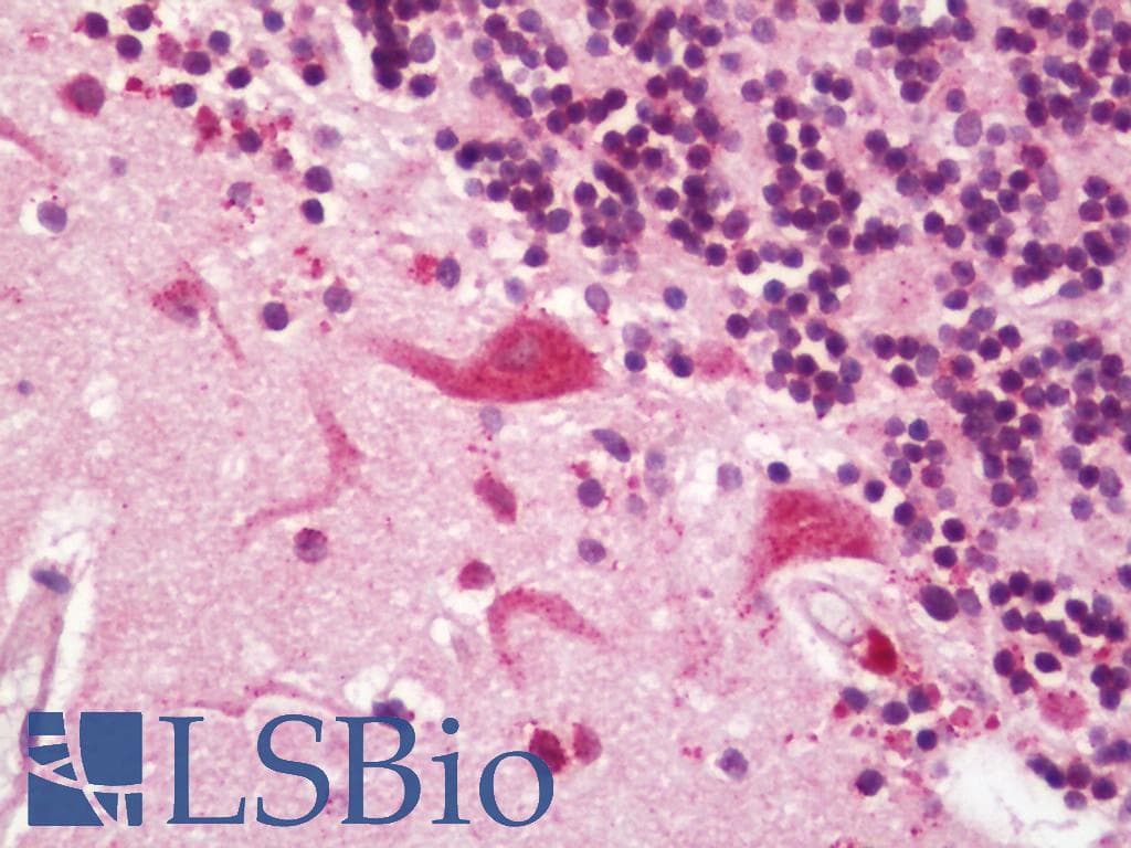 IHC-plus™ GRIA1 / GLUR1 Antibody (aa816-865)