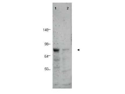 CTCFL / BORIS Antibody (aa1-30)