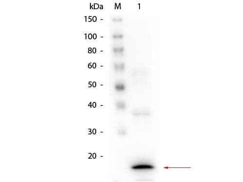 Monoclonal Mouse-Balb/c anti-Human Procalcitonin Antibody (clone 8G10.H3.C3.G4.E2.C8, WB)