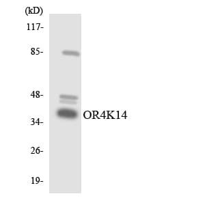 OR4K14 Antibody (aa253-302)
