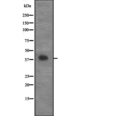CCNG2 / Cyclin G2 Antibody