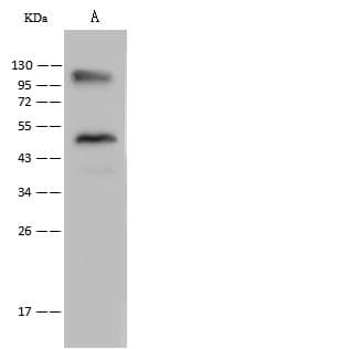 LRRC8D / LRRC5 Antibody