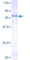 Human ATL2 Protein (Recombinant GST)