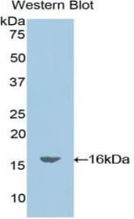 OCM / Oncomodulin Antibody (aa1-109, Biotin)