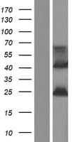 FAM180B Protein (Over-Expression Lysate Myc-DDK (Flag))