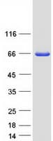 Human NCF2 / NOXA2 / p67phox Protein (Recombinant Myc-DDK (Flag))