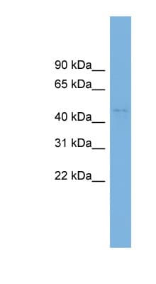 BEND7 Antibody (aa107-156)
