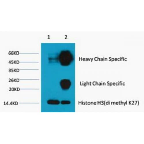 Histone H3 Antibody (clone 3B12)