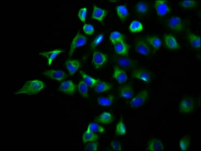 DPY19L2 Antibody
