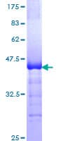 Human GLI3 Protein (Recombinant GST, N-terminus)