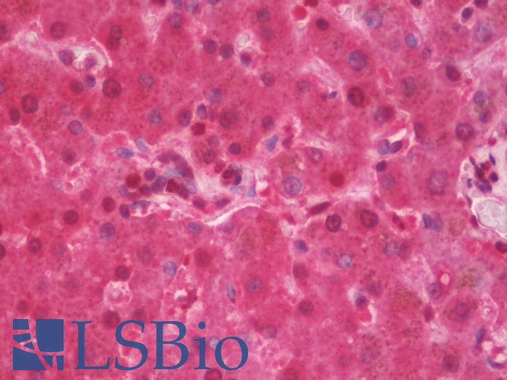 IHC-plus™ GLB1 / Beta-Galactosidase Antibody (clone 10B2)
