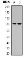 NRG3 Antibody (Internal)