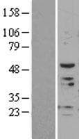Human PVR / CD155 Protein (Over-Expression Lysate Myc-DDK (Flag))