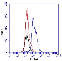 DNAM-1 / CD226 Antibody