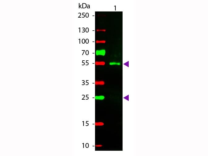 Rabbit Anti-Sheep IgG Secondary Antibody (TRITC)
