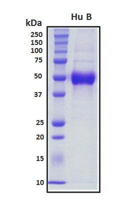 Human ELAVL2 / HUB Protein (Recombinant His, N-Terminal)