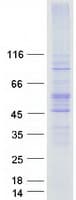 Human AQP3 / Aquaporin 3 Protein (Recombinant Myc-DDK (Flag))