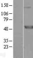 MEIS3 Protein (Over-Expression Lysate Myc-DDK (Flag))
