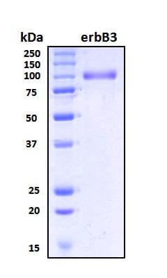 Human ERBB3 / HER3 Protein (Recombinant 6His, N-terminus)