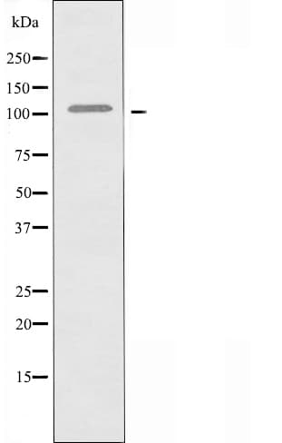 NCOA7 Antibody