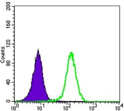 Monoclonal Mouse anti-Human STK11 / LKB1 Antibody (clone 4H12, WB)