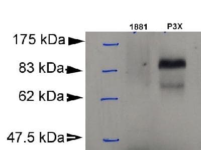 BLIMP1 / PRDM1 Antibody (aa199-409, clone 3H2-E8, DY650)