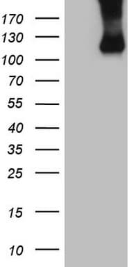 CSF2RB / CD131 Antibody (clone OTI4H3)