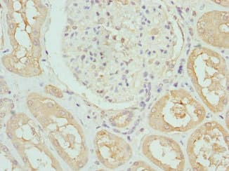 DCXR Antibody