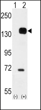 TEK / TIE2 Antibody (aa758-789)