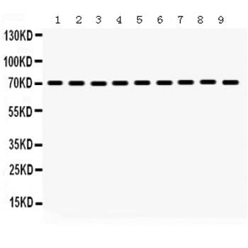 HSPA2 Antibody (aa564-598)