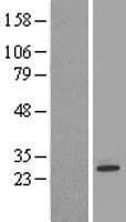 FKBP14 Protein (Over-Expression Lysate Myc-DDK (Flag))