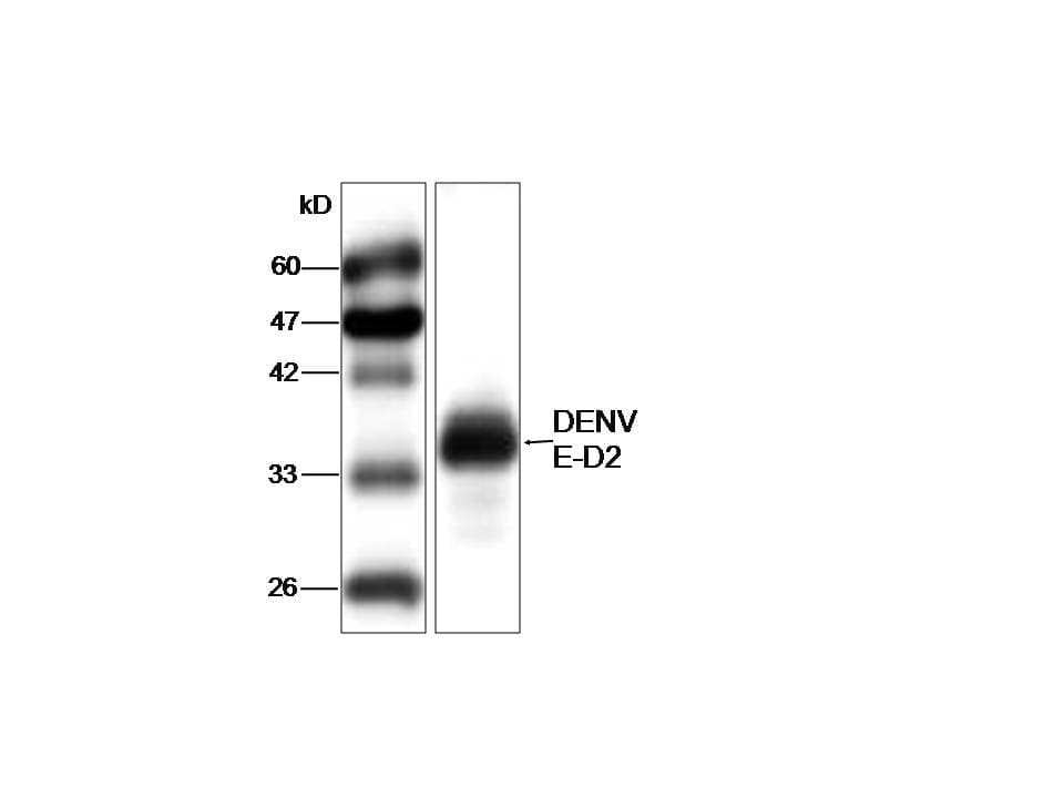 Monoclonal Mouse anti-Dengue Virus Dengue Virus Type 2 Antibody (aa52-280, WB)