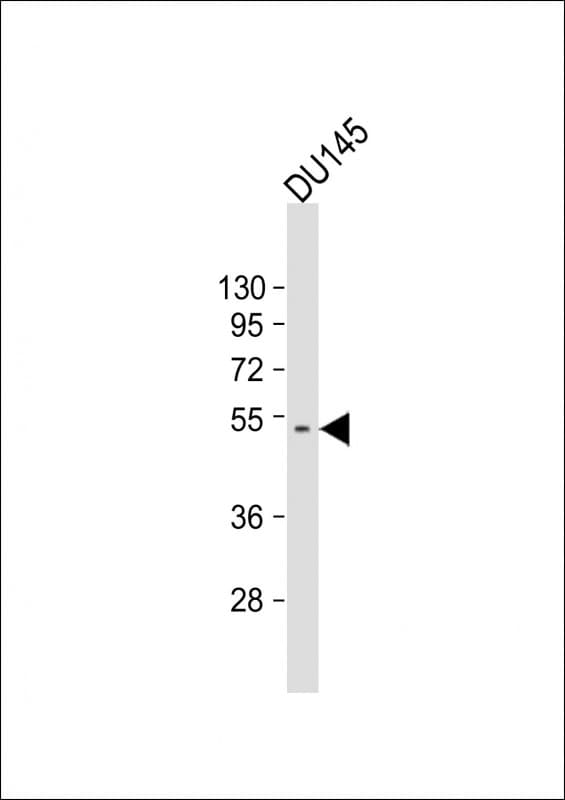 Polyclonal Rabbit anti-Human CRIPAK Antibody (aa134-165, WB)