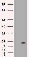 VEGFA / VEGF Antibody (clone OTI4E3)